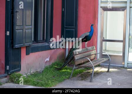 pfau im Freien im Park Stockfoto