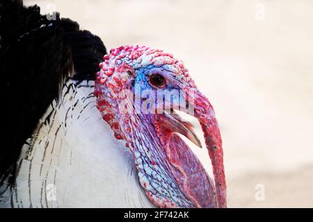 Die Türkei in Nahaufnahme. Porträt eines Vogels. Meleagris galopavo Stockfoto