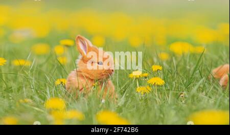 Rotes Kaninchen, das zwischen den Dandelionen sitzt Stockfoto