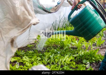 Der Nahgärtner mit Unschärfe steht in der Nähe eines niedrigen Tunnelgewächshauses. Der Bauer gießt Lauch und Zwiebeln, Salat, Salat. Grüne. Gartenbau und Landwirtschaft Stockfoto