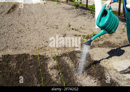 Der Gärtner mit Unschärfe-Effekt steht in der Nähe eines Bettes. Der Bauer gießt Lauch und Zwiebeln. Grüne. Gartenbau und Landwirtschaft. Unscharfer Hintergrundboden. Tropfen Stockfoto