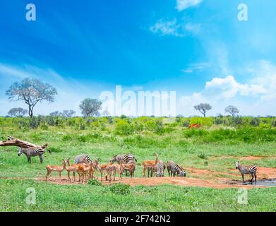 Zebras und Antilopen in der Nähe eines Wasserlochs auf einer Safari in Afrika. Es ist in Tsavo East, Kenia. Der Himmel ist wunderschön blau. Stockfoto