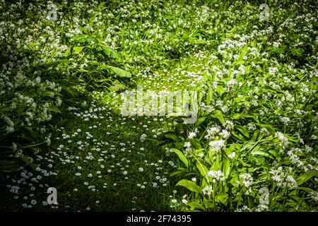 Bärlauch so weit das Auge reicht - Ein ganzer Teppich läuft durch den Garten und sogar den Die Luft riecht würzig Stockfoto