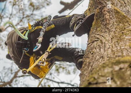 Baumärker oder Holzfäller, die mit verschiedenen Sicherheits- und Kletterwerkzeugen auf einen großen Baum klettern. Baumpfer bereitet sich auf den Baumschnitt vor, Blick von unten. Stockfoto