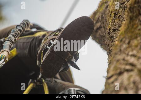 Baumärker oder Holzfäller, die mit verschiedenen Sicherheits- und Kletterwerkzeugen auf einen großen Baum klettern. Der Baumpfer, der sich vorbereitet, den Baum zu schneiden, das Detail des Schuhs Stockfoto