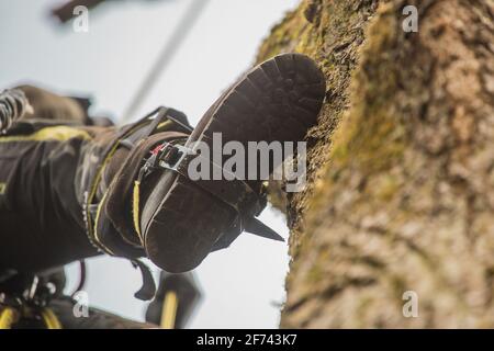 Baumärker oder Holzfäller, die mit verschiedenen Sicherheits- und Kletterwerkzeugen auf einen großen Baum klettern. Der Baumpfer, der sich vorbereitet, den Baum zu schneiden, das Detail des Schuhs Stockfoto