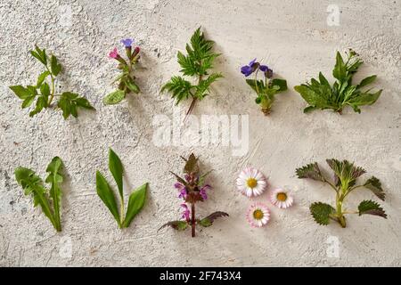 Goutweed, Lungenkraut, Dandelion, Bärlauch und andere essbare Wildpflanzen und Heilkräuter wachsen im frühen Frühjahr Stockfoto