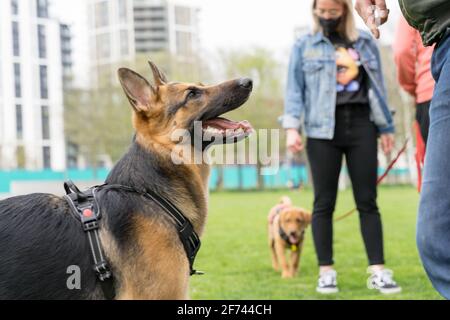London Hund im Park für tägliche Spaziergänge und Bewegung, London, England Stockfoto