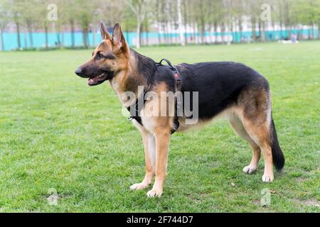 London Hund im Park für tägliche Spaziergänge und Bewegung, London, England Stockfoto