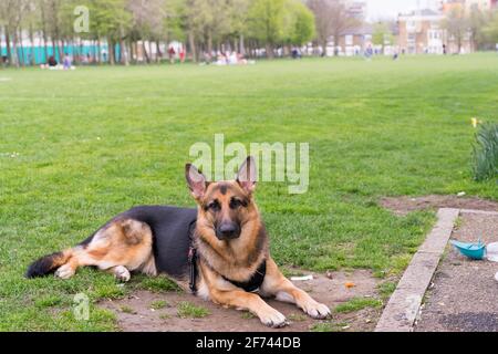 London Hund im Park für tägliche Spaziergänge und Bewegung, London, England Stockfoto