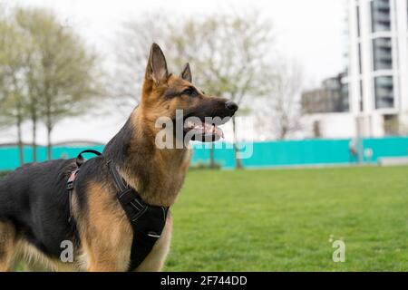 London Hund im Park für tägliche Spaziergänge und Bewegung, London, England Stockfoto