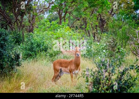 Antilope mit großen Hörnern steht im Gras und kaut in Tsavo East, Kenia. Es ist ein Wildtierfoto aus Afrika Stockfoto