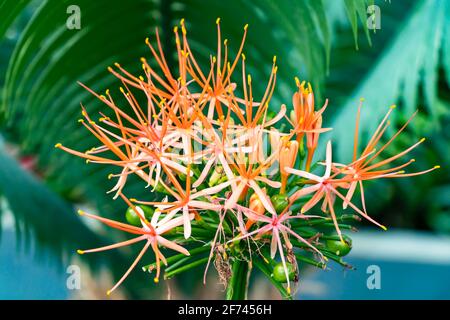 Scadoxus multiflorus, die Dezemberblume, ist eine Knollenpflanze, die aus Afrika, Senegal, stammt und sich dann nach Somalia und ins südliche Afrika ausbreitete. Stockfoto