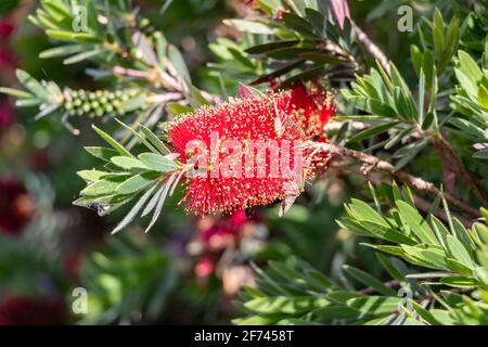 Callistemon citrinus Curtis Skeels, der gebräuchliche Name von Bürstenbaum oder rotem Besen, ist ein Strauch der Familie Myrtaceae, der in den Bundesstaaten Queensland, Ne, beheimatet ist Stockfoto