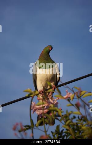 Kererū, auch bekannt als die neuseeländische Taube (Hemiphaga novaeseelandiae), aufgenommen bei Sonnenuntergang im Diamond Harbour, Neuseeland. Stockfoto