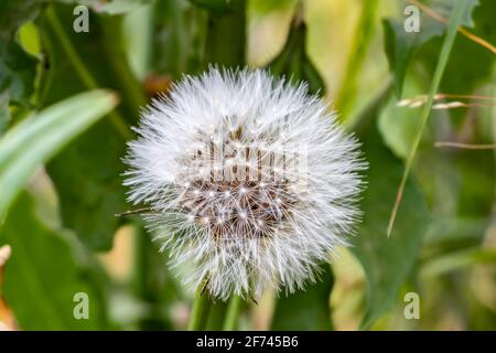 Löwinenblume, bittere Zichorie oder Radicheta, Taraxacum officinale, deren gelbe Blüte als Löwinenblume bekannt ist, ist eine Pflanze der Familie der Asteraceae Stockfoto