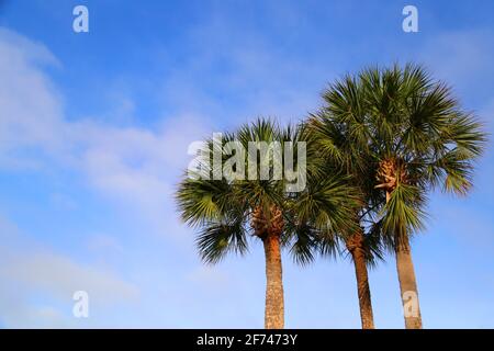 Ansammlung von drei Palmen mit sauberer Luft, blauem Himmel Hintergrund, Zirruswolken, kein Horizont, keine Menschen, Platz für Tourismus-Marketing kopieren Stockfoto