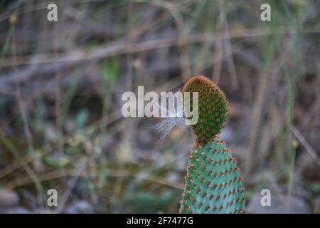 Kaktus Angels Flügel, opuntia stachelige Birnen, Mikrodasys. Pflanzen Stockfoto