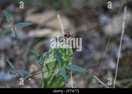 Kaktus Angels Flügel, opuntia stachelige Birnen, Mikrodasys. Pflanzen Stockfoto