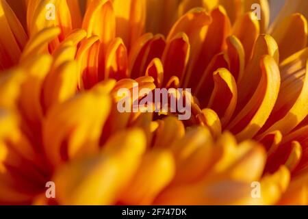 Chrysantheme Makro orange Blume Herbst. Abstrakter natürlicher Hintergrund von Blütenblättern. Schöne Blumen blühten im Garten. Layout für Hintergrundbilder, postc Stockfoto