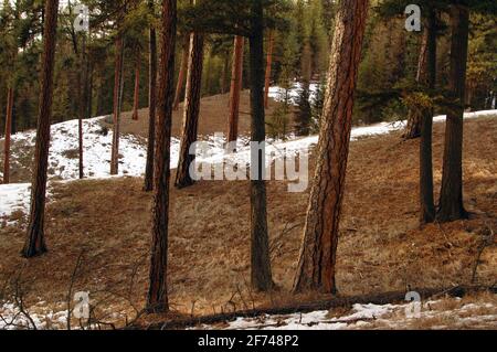 Alt-Wachstum Ponderosa Kiefernwald während der Schneeschmelze. Yaak Valley in den Purcell Mountains, Northwest Montana. (Foto von Randy Beacham) Stockfoto