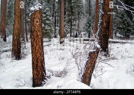 Alt-wüchsiger Wald während eines Schneesturms. Yaak Valley in den Purcell Mountains, nordwestlich von Montana. (Foto von Randy Beacham) Stockfoto