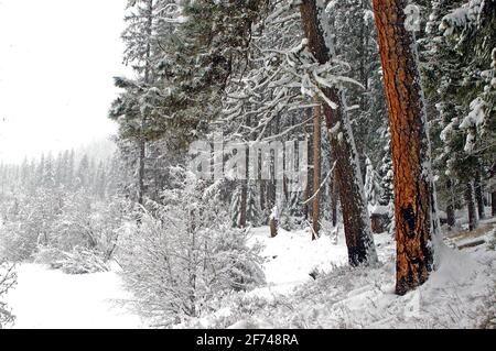 Der alte Ponderosa-Kiefernwald entlang des Yaak River während eines Schneesturms im Winter. Yaak Valley, Montana. (Foto von Randy Beacham) Stockfoto