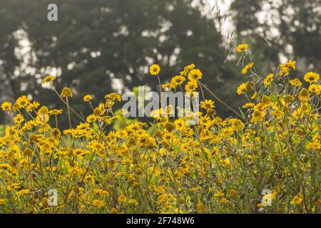Wildgelbe Blüten auf einem Feld im Frühling im Freien Stockfoto
