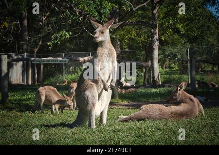 Känguru im Zoo. Australien Foto in hoher Qualität Stockfoto