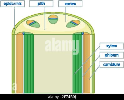 Abbildung des Gefäßgewebssystems in Pflanzen Stock Vektor