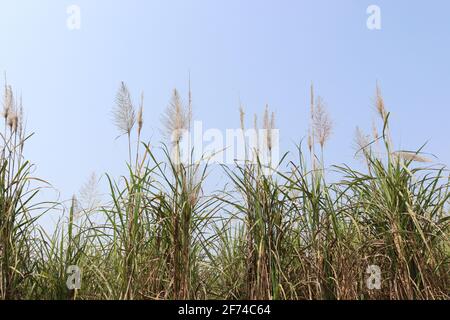 Zuckerrohr fest für die Ernte Stockfoto