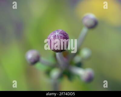 Blick hinunter auf die lila farbigen Knospen der rosa japanischen Windflower-Pflanze, verschwommener grüner Hintergrund Stockfoto