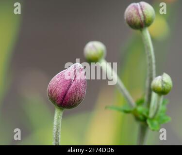 Pinky lila Knospen der rosa japanischen Windblume auf verschwommen Grüner und grauer Hintergrund Stockfoto