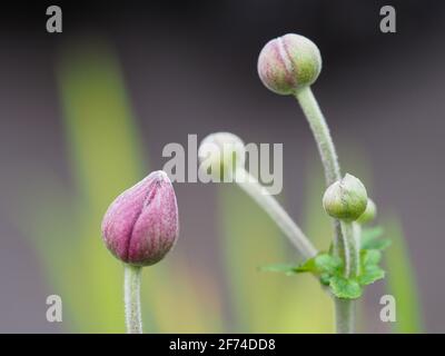 Pinky lila Knospen der rosa japanischen Windblume auf verschwommen Grüner und grauer Hintergrund Stockfoto