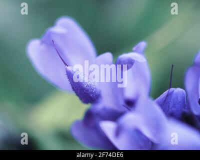 Makro aus schwarzem und blauem Salvia Guaranitica oder Salbei mit Anis-Duft mit Indigo-lila Blumen auf weichem mintgrünem, verschwommenem Hintergrund Stockfoto