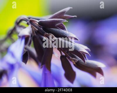 Makro des schwarzen Kelches der schwarzen und blauen Salvia Guaranitica, oder Salbei mit Anis-Duft, mit Royal Blue oder Purple Flowers im Garten Stockfoto