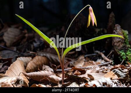 Lone Forellenlilie (Dimpling Forellenlilie) (Erythronium umbilicatum) - Holmes Educational State Forest, Hendersonville, North Carolina, USA Stockfoto