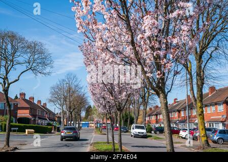 Prunus x schmittii (Schmitt's Cherry), blühende Kirschbäume in der Vorstadtstraße, Great Barr, Birmingham, Großbritannien Stockfoto