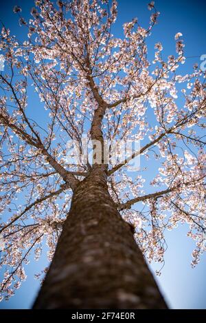 Prunus x schmittii (Schmitt's Cherry), Kirschbaum in Blüte, Fazit, blauer Himmel und sonnig, Blick auf Äste und Blüte. Birmingham, Großbritannien Stockfoto