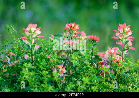 Texas Paintbrush (Castilleja indivisa) in voller Blüte. Houston, Texas, USA. Stockfoto