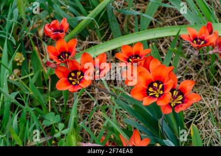 Harlekin Blumen, Sparaxis Stockfoto