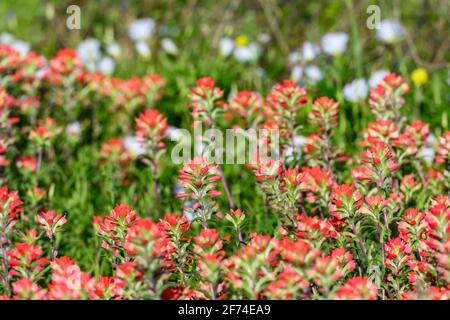 Texas Paintbrush (Castilleja indivisa) in voller Blüte. Houston, Texas, USA. Stockfoto