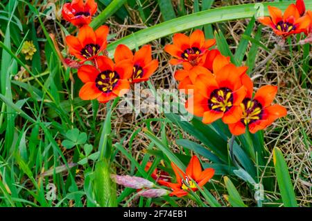 Harlekin Flowers, Sparaxis Stockfoto