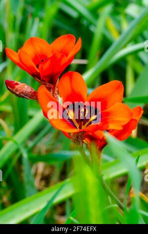 Harlekin Blumen, Sparaxis Stockfoto