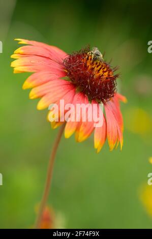 Isolierte Decke Blume (gaillardia) in der Blüte durch einen felsigen Pfad Stockfoto