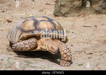 Die afrikanische Schildkröte (Centrochelys sulcata) ist eine Art von Schildkröte, die am südlichen Rand der Sahara in Afrika lebt. Stockfoto