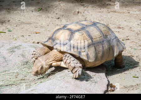 Die afrikanische Schildschildkröte frisst Gras. Es handelt sich um eine Schildkrötenart, die am südlichen Rand der Sahara in Afrika beheimatet ist. Stockfoto