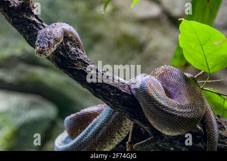 Macklot-Python (Liasis mackloti) ist eine Art von Python, einer nicht giftigen Schlange aus der Familie Pythonidae. Stockfoto