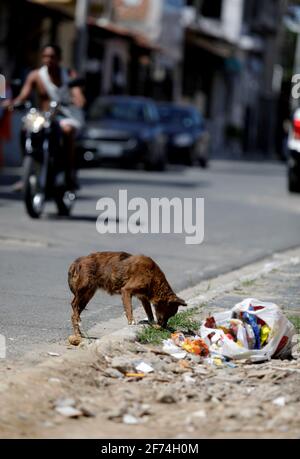 sao francisco do conde, bahia / brasilien - 29. april 2019: Hund ist lose essen Müll in Sao Francisco do Conde Stadtzentrum Straße gesehen. *** Lokales C Stockfoto