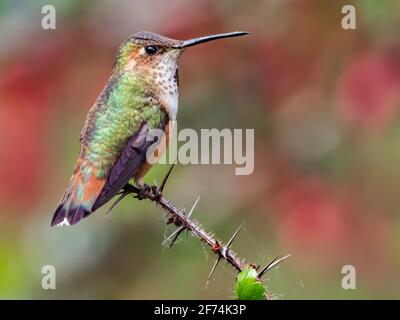 Allen's Kolibri, Selasphorus sasin, in San Diego, Kalifornien, USA Stockfoto